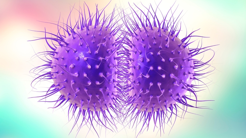 vi khuẩn gram âm 4