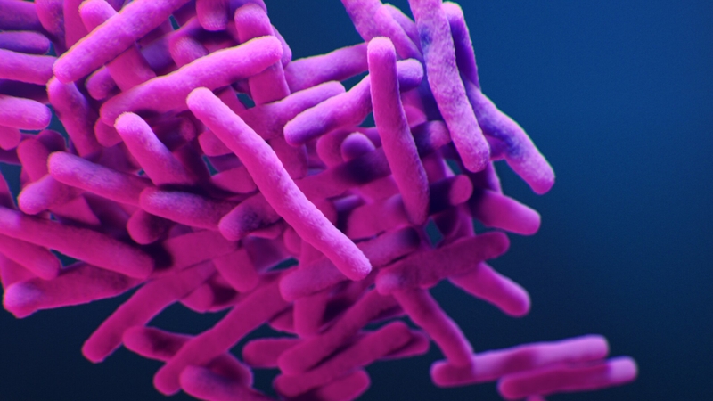 Các loại vi khuẩn kháng acid thường gặp nhất là nhóm Mycobacterium
