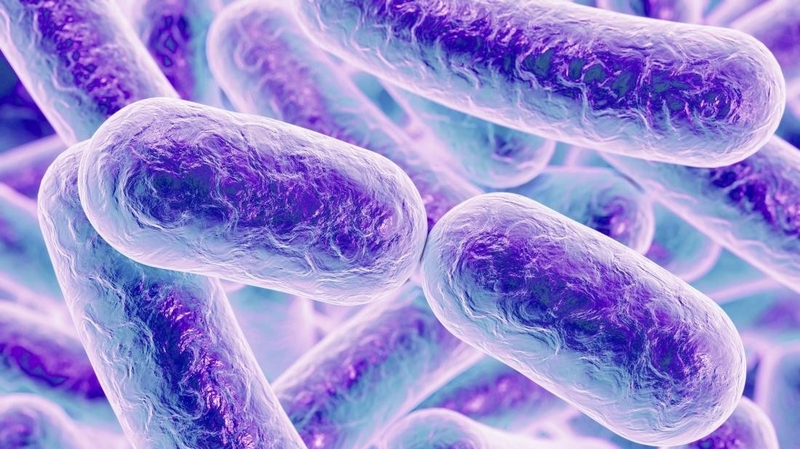 Vi khuẩn kỵ khí 0