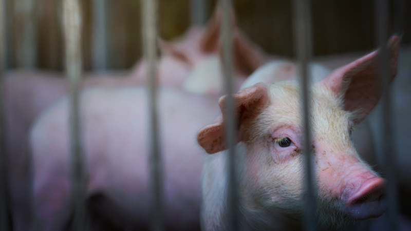 Vi khuẩn liên cầu lợn lây sang người như thế nào? 3