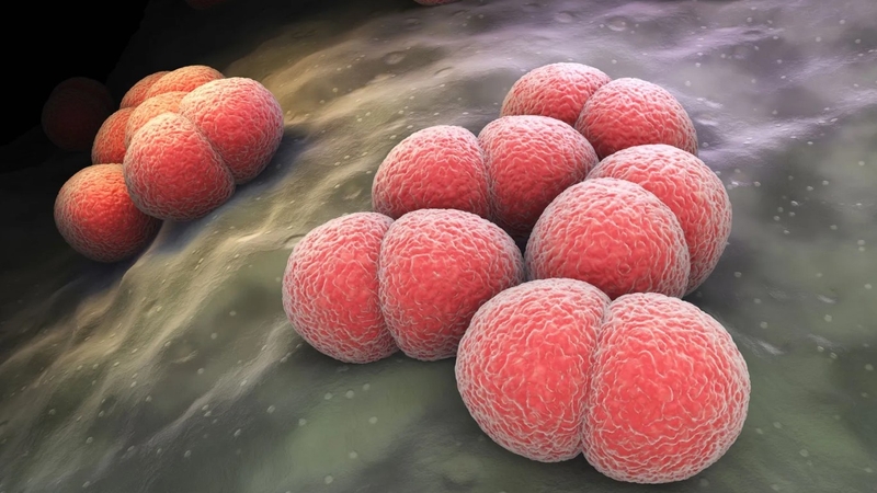 Vi khuẩn não mô cầu và những điều bạn nên biết 1