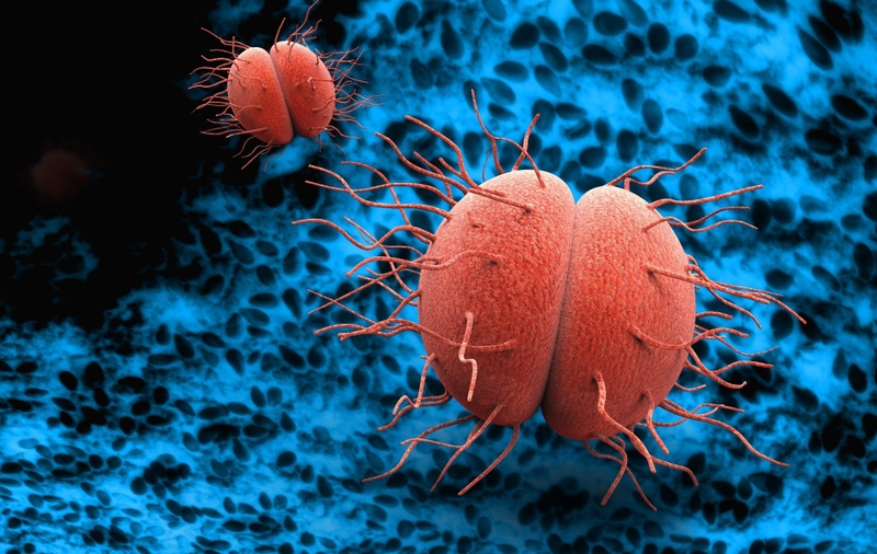 Vi khuẩn Neisseria Gonorrhoeae: Tìm hiểu về đặc điểm và con đường lây truyền 2