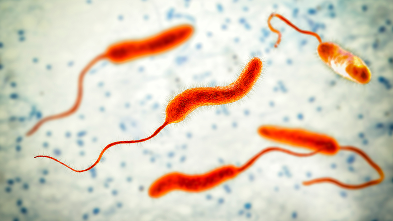 Vi khuẩn Vibrio Vulnificus gây bệnh gì và lây như thế nào? 1