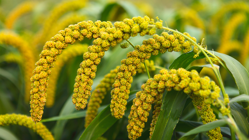 Vì sao hạt kê tốt cho việc giảm mỡ bụng? 3