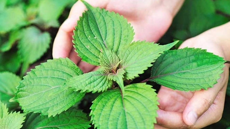 Vì sao lá tía tô có thể giảm cảm? Tác dụng của lá tía tô với sức khỏe 4