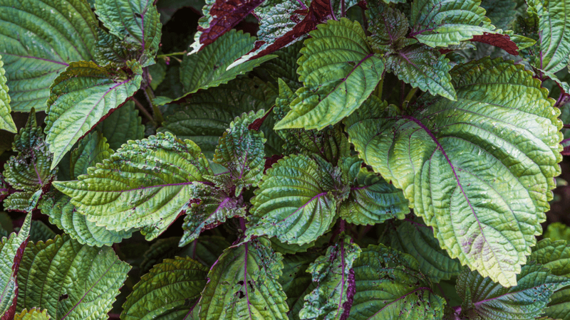 Vì sao lá tía tô có thể giảm cảm? Tác dụng của lá tía tô với sức khỏe 1