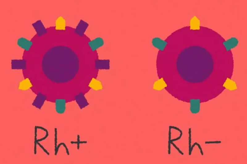 Nhóm máu Rh là hệ nhóm máu quan trọng thứ hai sau hệ nhóm máu ABO