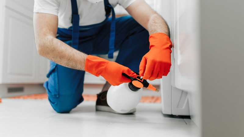 Thuốc diệt gián dạng xịt có thể tiêu diệt gián khi tiếp xúc trực tiếp