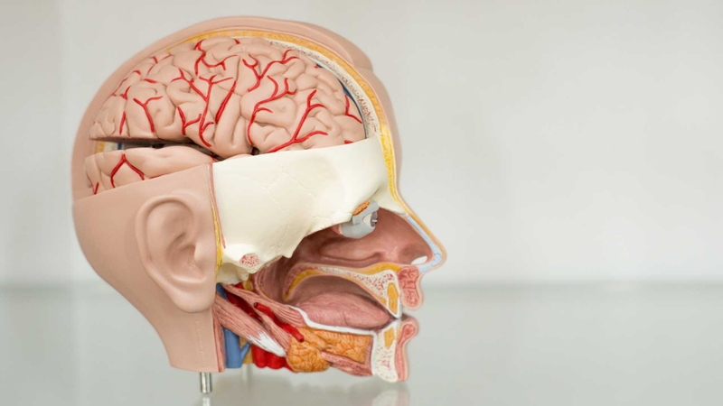 Hệ thống dây thần kinh vùng hàm mặt có thể khiến cơn đau lan lên thái dương