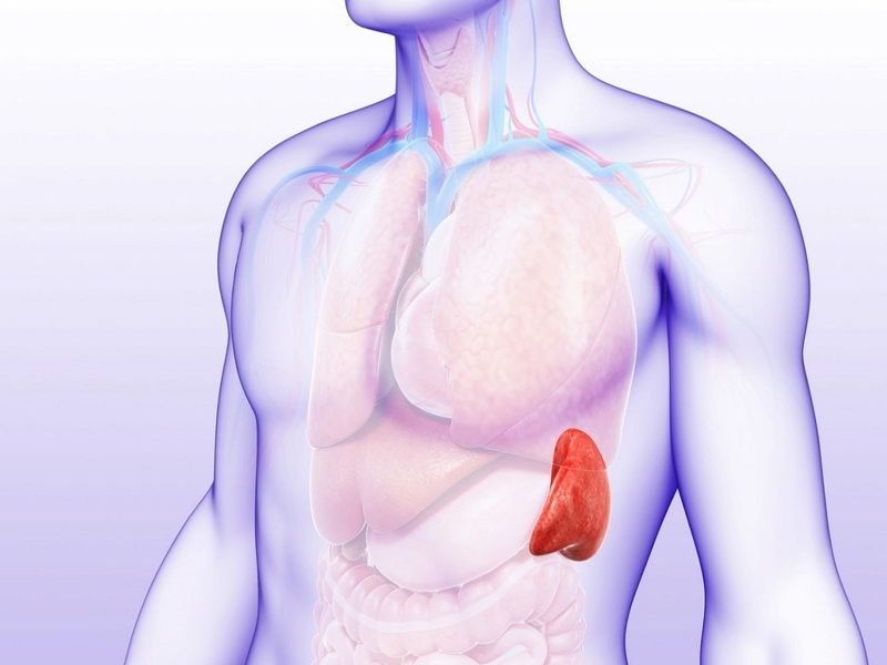 Vì sao phải cắt bỏ lá lách? Cắt bỏ lá lách có ảnh hưởng gì không? 1