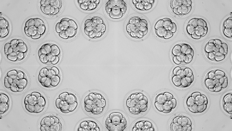 Nguyên nhân vì sao phôi không bám vào tử cung-3