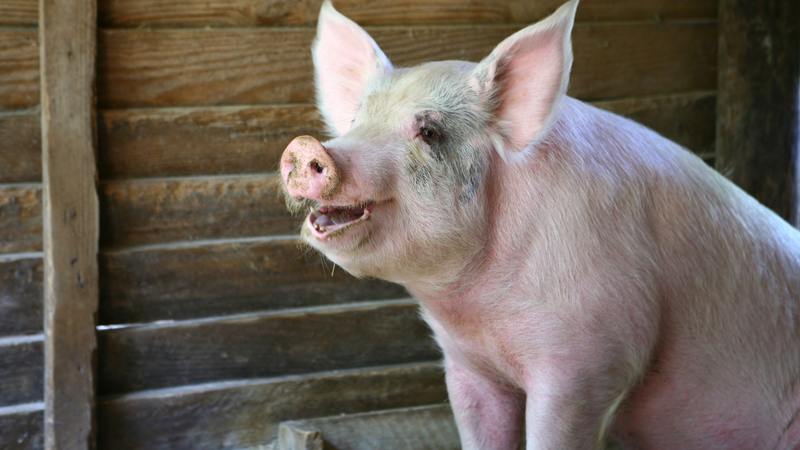 Heo nhiễm dịch tả heo châu Phi rất dễ mắc thêm nhiều bệnh truyền nhiễm khác cùng lúc