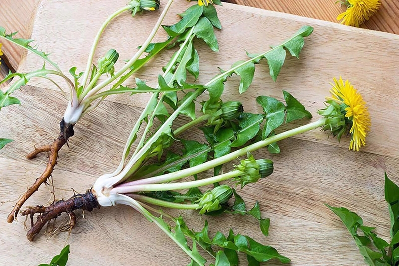 Vì sao trà bồ công anh giảm cân hiệu quả? 1