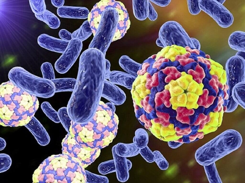 Vi sinh vật là gì? Được phân bổ thế nào trong cơ thể người