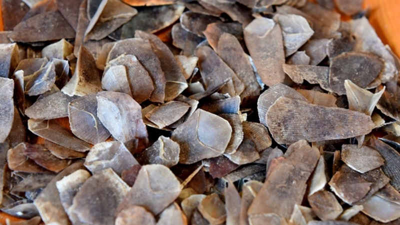 Vị thuốc xuyên sơn giáp có lợi ích gì? 1