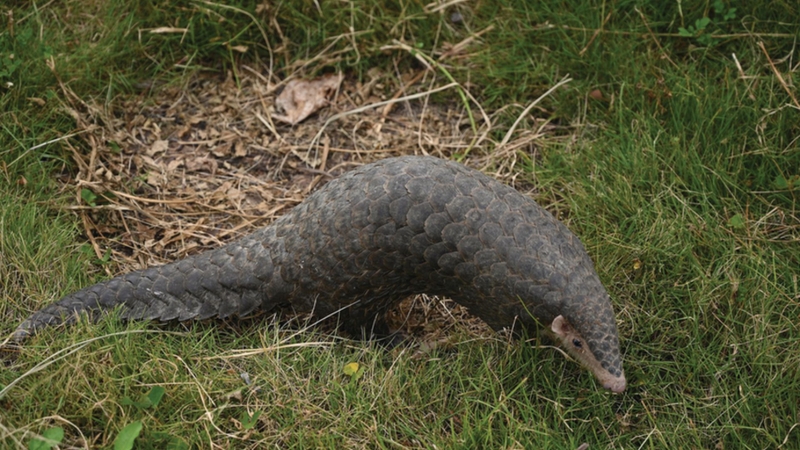 Vị thuốc xuyên sơn giáp có lợi ích gì? 2