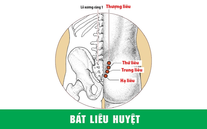 Vị trí huyệt Bát Liêu và tác dụng hỗ trợ điều trị bệnh của huyệt1