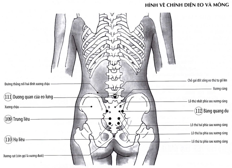 Vị trí huyệt Bát Liêu và tác dụng hỗ trợ điều trị bệnh của huyệt2