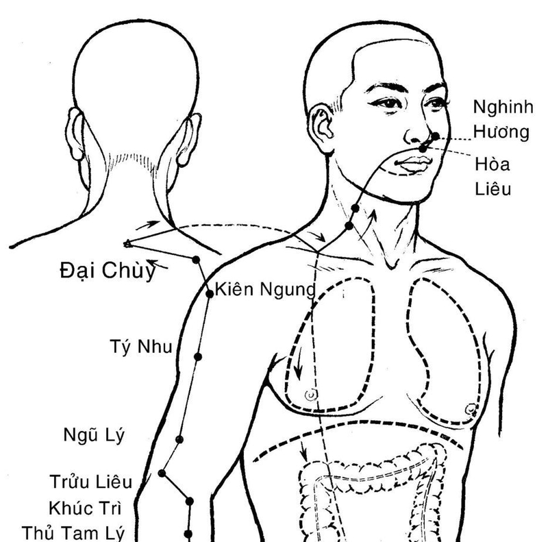 Vị trí huyệt Kiên Ngung và ứng dụng trong trị liệu2