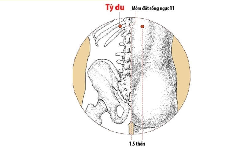 Vị trí huyệt Tỳ Du và tác dụng hỗ trợ điều trị bệnh1