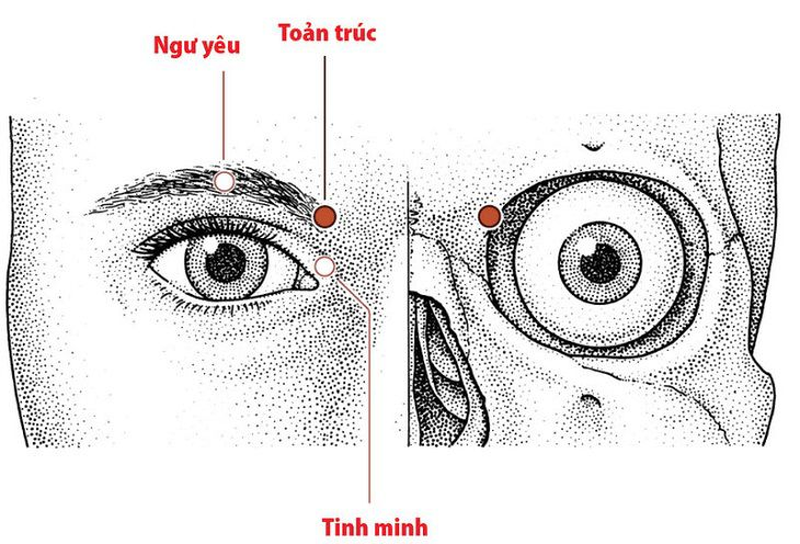 huyệt đạo toản trúc