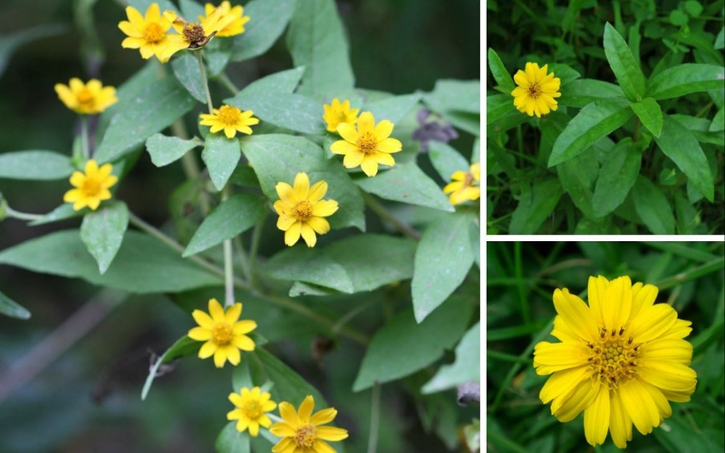 Viêm da dị ứng tắm lá gì nhanh khỏi? 7