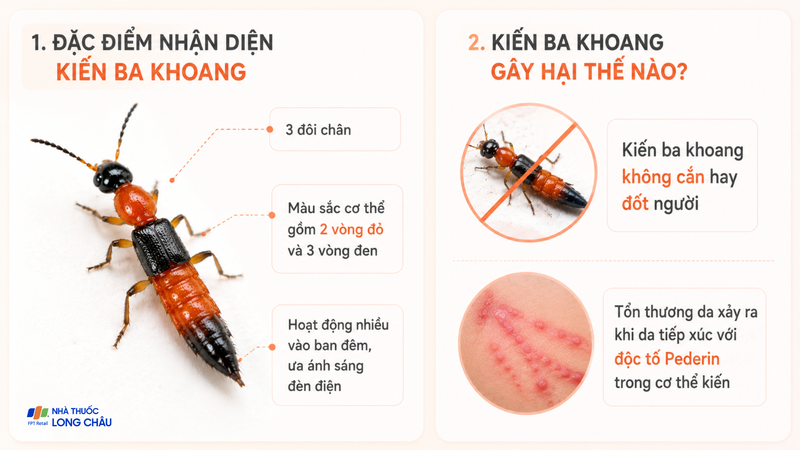 Viêm da do kiến ba khoang xảy ra khi cơ thể tiếp xúc với độc tố từ kiến