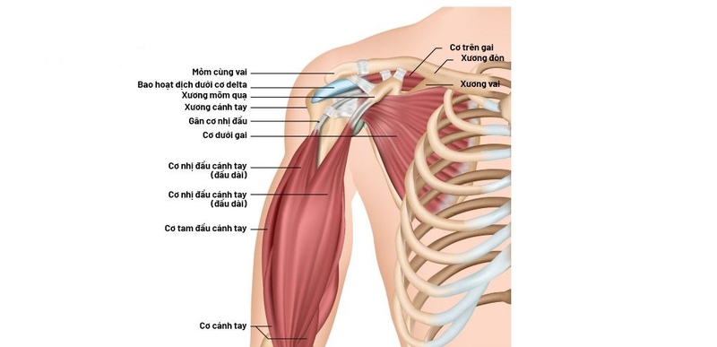 Viêm gân cơ trên gai: Nguyên nhân, triệu chứng, chẩn đoán và điều trị 3