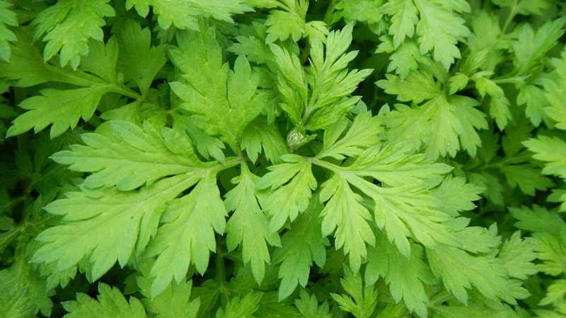 Viêm khớp cổ tay có dịch nên điều trị thế nào?2