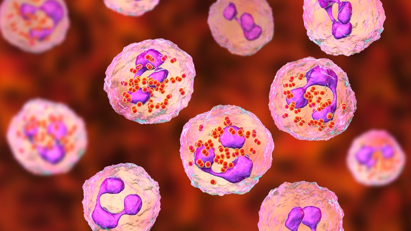 Neisseria meningitidis, hay còn gọi là mô cầu khuẩn, là tác nhân gây viêm màng não mô cầu