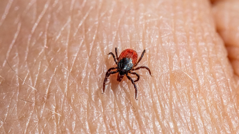 Virus TBEV lây sang người chủ yếu qua vết đốt của ve mang mầm bệnh