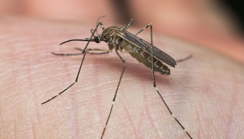 Vắc xin viêm não Nhật Bản B tiêm khi nào 2