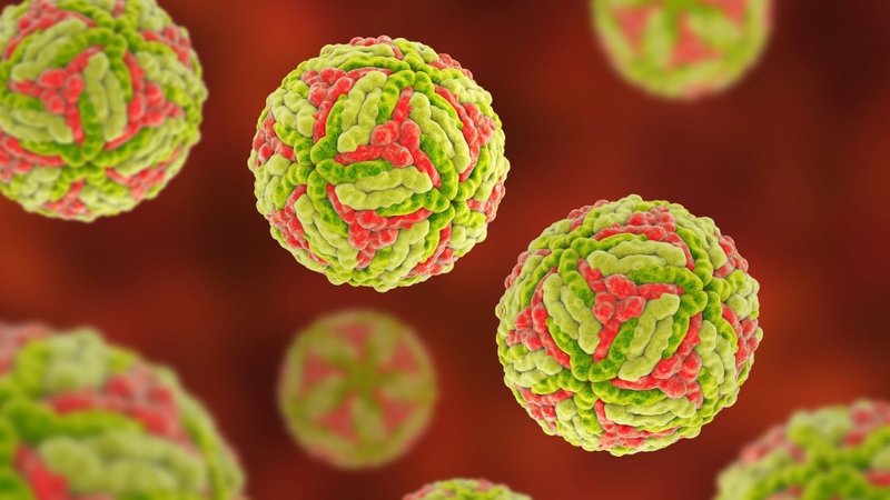 Nguyên nhân viêm não Nhật Bản là do virus JEV thuộc nhóm Arbovirus, họ Flaviviridae gây ra