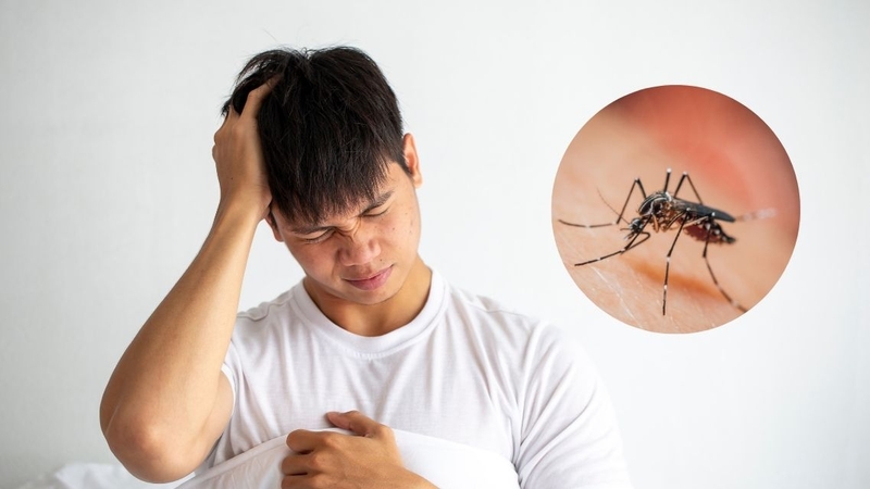 Viêm não Nhật Bản và sốt xuất huyết đều do muỗi truyền nhưng có nhiều điểm khác biệt