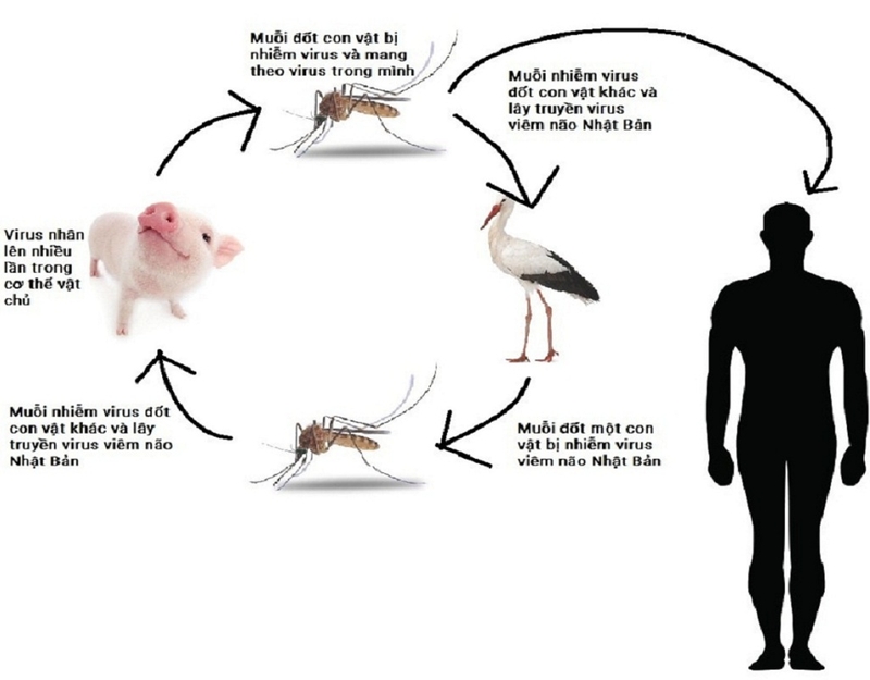 Viêm não Nhật Bản và viêm não Nhật Bản B có nguy hiểm không1