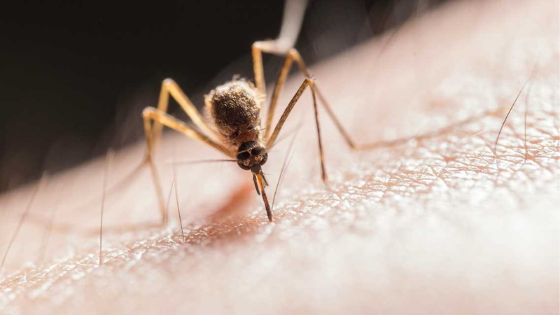 Viêm não siêu vi ở trẻ em: Nguyên nhân, triệu chứng, cách điều trị 2