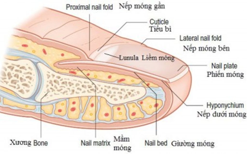 Viêm nếp gấp móng tay là gì? Cách chăm sóc móng tay khỏe mạnh 1