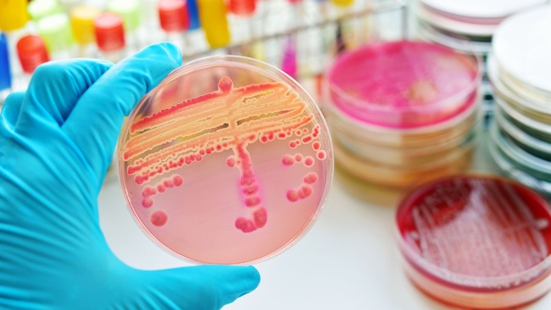 Viêm phổi do Acinetobacter Baumannii có nguy hiểm không? Cách điều trị thế nào 3