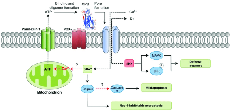 Viêm ruột hoại tử do Clostridial: Triệu chứng và điều trị 3