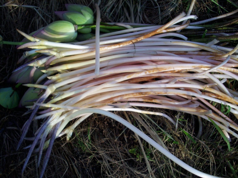 Viêm xoang hốc mủ: biến chứng và các cách điều trị hiệu quả 3