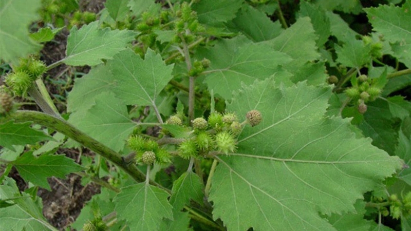 Viêm xoang hốc mủ: biến chứng và các cách điều trị hiệu quả 4