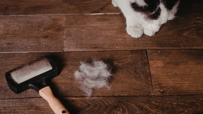 Tác nhân từ thú cưng như lông rụng