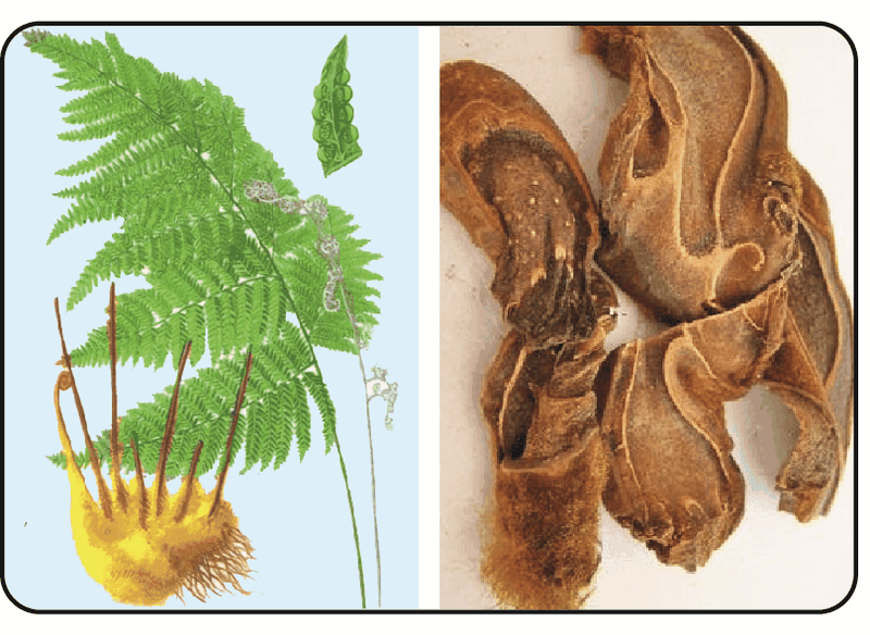 Viên uống KIM THÍNH IMC 2 LỌ X 90 VIÊN TẶNG 1 HỘP 30V – Hỗ trợ cải thiện các bệnh về thính giác hiệu quả 3