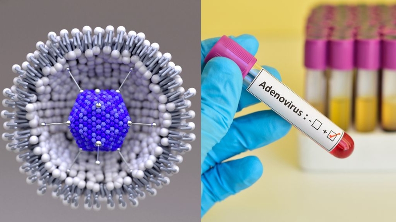 Virus Adeno nguy hiểm như thế nào? Phòng lây nhiễm ra sao? 1