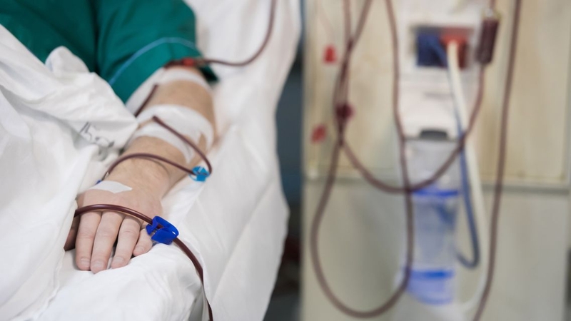Nhiễm virus Dobrava-Belgrade có thể gây sốt xuất huyết kèm hội chứng thận