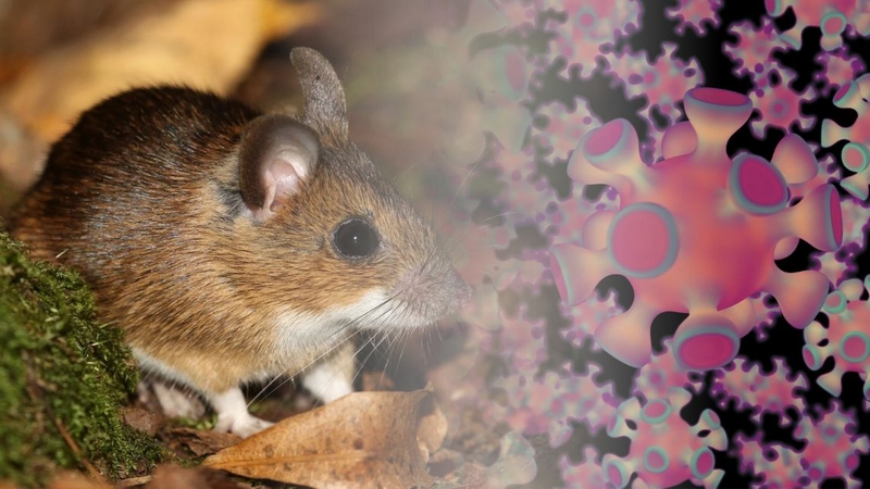 Virus Dobrava-Belgrade là chủng Hantavirus gây bệnh nặng tại Châu Âu