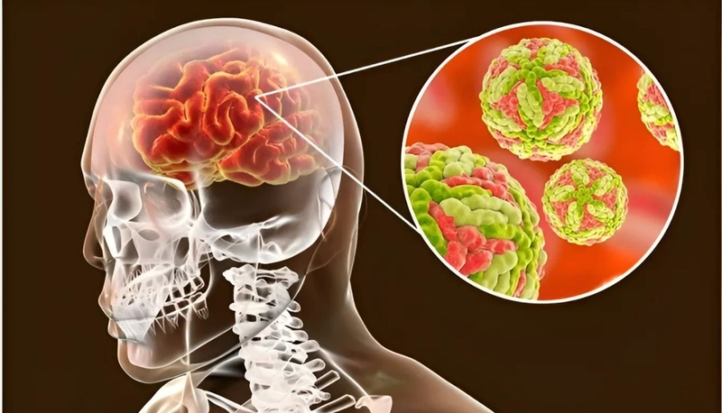 Cập nhật thông tin về virus JEV - virus viêm não Nhật Bản 1