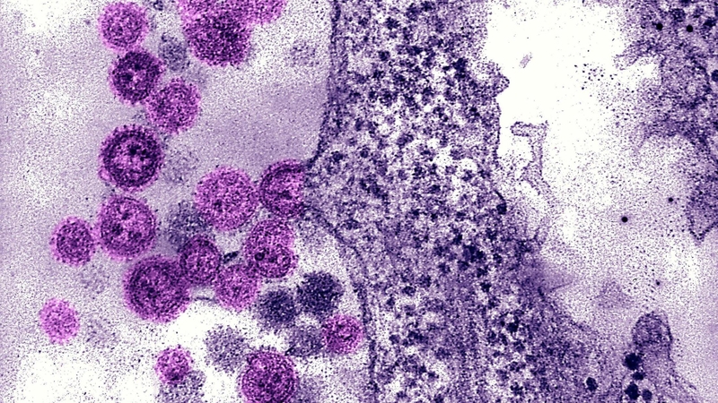 Virus Machupo: Nguồn gốc, ảnh hưởng, cơ chế gây bệnh, cách phòng ngừa 1