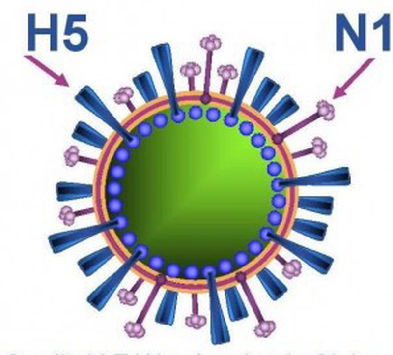 Phòng tránh virus cảm cúm lây lan bằng cách nào cho hiệu quả? 2