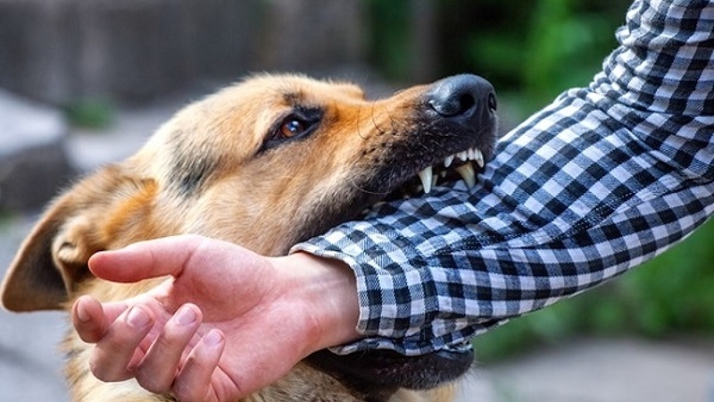 Virus dại sống bao lâu ở bên ngoài môi trường? 3